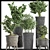 Exotic Bonsai Collection: 204 Sageretia Theezans 3D model small image 2