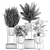 Tropical Plant Collection in Black Pots 3D model small image 5
