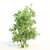 Amur Cluster Tree Bundle 3D model small image 4