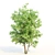 Amur Cluster Tree Bundle 3D model small image 5