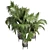 Tropical Green Indoor Plant 3D model small image 3
