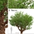 Exquisite Paperbark Maple Tree Pair 3D model small image 7