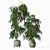 Tall Ficus Alii Duo in Planters 3D model small image 2