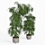 Tall Ficus Alii Duo in Planters 3D model small image 3