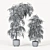 Tall Ficus Alii Duo in Planters 3D model small image 4