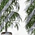 Tall Ficus Alii Duo in Planters 3D model small image 5