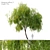 Graceful Weeping Willow Tree 3D model small image 1