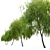Graceful Weeping Willow Tree 3D model small image 3
