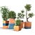 Indoor Plant Collection: Stylish and Versatile 3D model small image 1