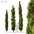 Mediterranean Cypress: 3 Height Options 3D model small image 1