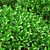 Boxwood Ball Bushes - Set of 5 3D model small image 4