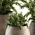 180 Indoor Plant Set: Pot & Greenery! 3D model small image 4