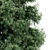 Alaska Cedar: From Spring to Winter 3D model small image 3