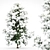 Frosty Beauty: Alaska Cedar Winter 3D model small image 1