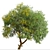 Fast-growing Chinese Elm Tree - Elegant and Versatile 3D model small image 2
