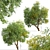 Fast-growing Chinese Elm Tree - Elegant and Versatile 3D model small image 6