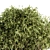 Lush Ficus Bush - Complete Set 3D model small image 3