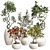 Colorful Bonsai Set for Stylish Interiors 3D model small image 1