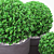 Three Round Boxwood Bushes in Ceramic Pots. 3D model small image 3