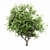 African Olive Tree: Stunning 3D Model 3D model small image 1