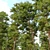 Scots Pine Tree 3D Model 3D model small image 2