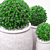 Green Boxwood Trio in Chic Ceramic Pots 3D model small image 2