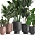 Exotic Plant Collection in Black Pots 3D model small image 4