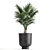 Tropical Palm Collection in Black Pots 3D model small image 1