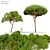 Stunning Stone Pine Tree 3D model small image 1