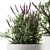 Indoor Lavender Bush - Plant Set 3D model small image 2