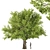 American Beech Tree - Beauty & Shade 3D model small image 1