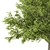 American Beech Tree - Beauty & Shade 3D model small image 2