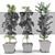 3D Greenery Collection: Indoor Plants 3D model small image 4