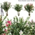 Nerium Oleander - Elegant Floral 3D Models 3D model small image 1