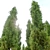 Mediterranean Cypress Tree: Vray Material, 15m Height 3D model small image 3