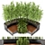 Outdoor Garden Set: Bush and Tree Bundle 3D model small image 3
