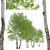 Himalayan Birch Tree Set (2 Trees) 3D model small image 3