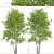 Himalayan Birch Tree Set (2 Trees) 3D model small image 4