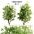 Amur Saplings: 2 For Thriving! 3D model small image 1