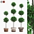 Boxwood Trio in Decorative Pots 3D model small image 1