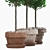 Boxwood Trio in Decorative Pots 3D model small image 2