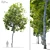 Majestic Oak Tree: Vray Material Library, 14m Height 3D model small image 1