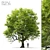 Majestic Oak Tree for Vray 3D model small image 1