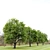 Majestic Oak Tree for Vray 3D model small image 2