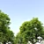 Majestic Oak Tree for Vray 3D model small image 3