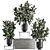 Exotic Ficus Plant Collection in Stylish Vig Planters 3D model small image 4