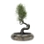 2015 Bonsai Tree Sculpture 3D model small image 1