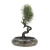2015 Bonsai Tree Sculpture 3D model small image 2