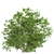 Elder Gewone Vlier: Set of 2 Sambucus Nigra Trees 3D model small image 1