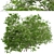 Elder Gewone Vlier: Set of 2 Sambucus Nigra Trees 3D model small image 5